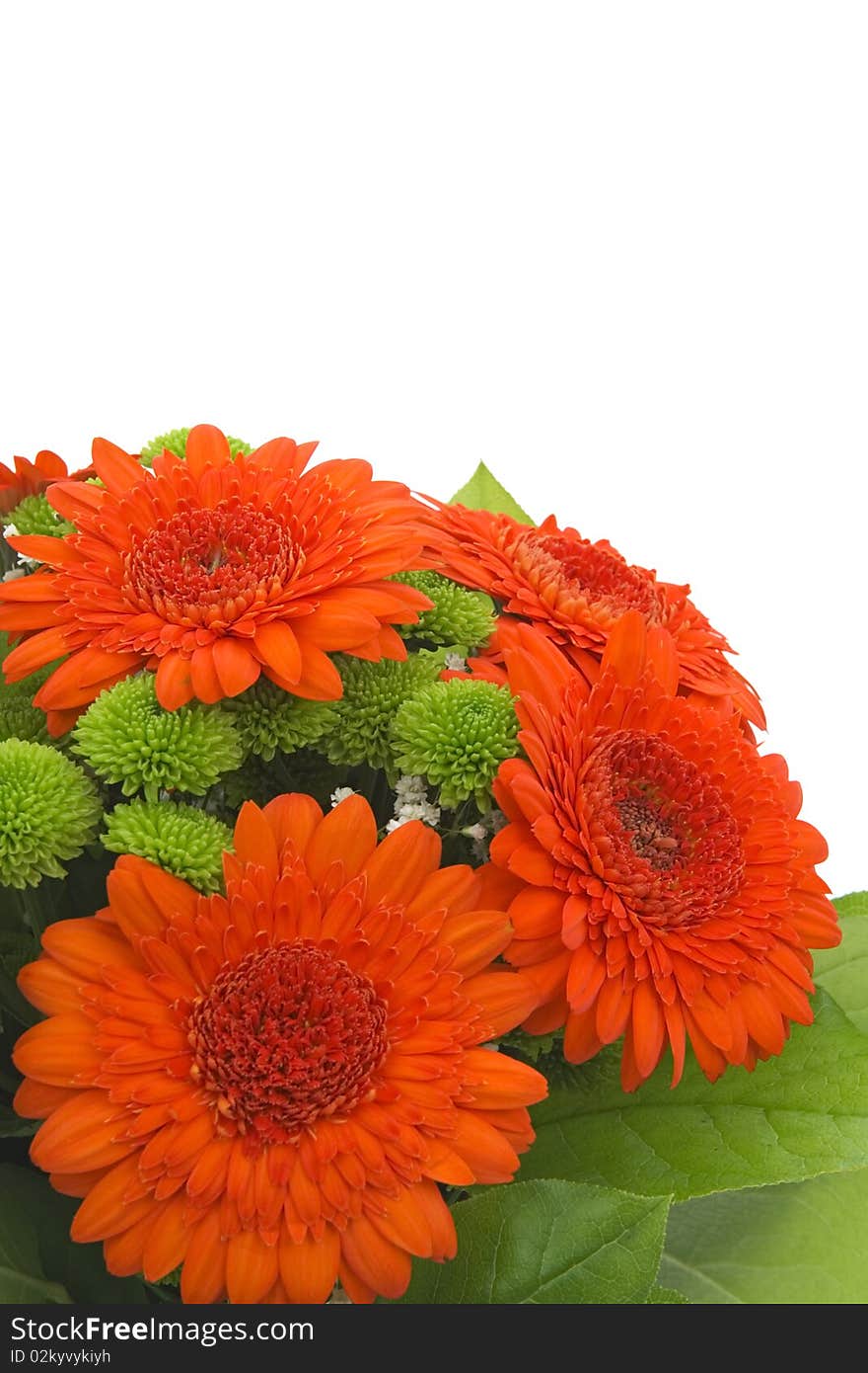 Bouquet from orange gerbera,on white background. Bouquet from orange gerbera,on white background.