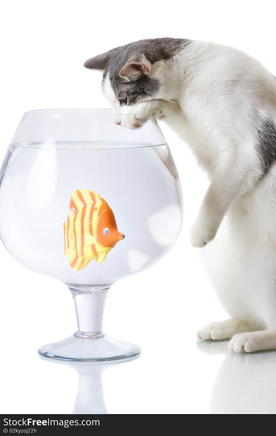 Domestic cat catching artificial fish in big glass isolated on white. Domestic cat catching artificial fish in big glass isolated on white