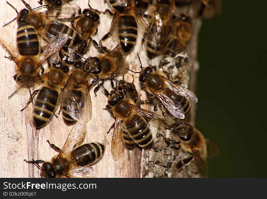 Wild bee, swarm searching for implantation. Wild bee, swarm searching for implantation.