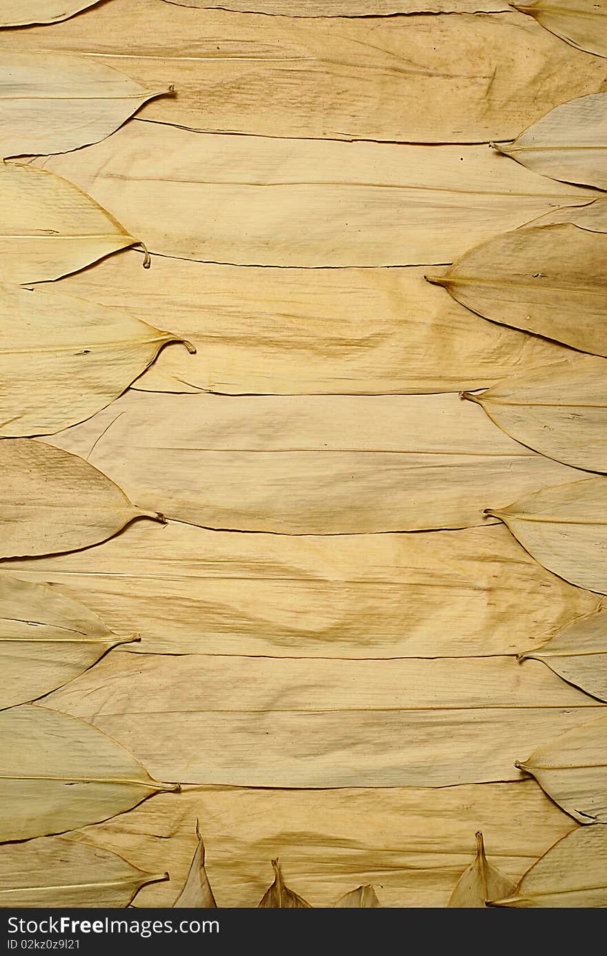 Dried Bamboo Leaves Texture