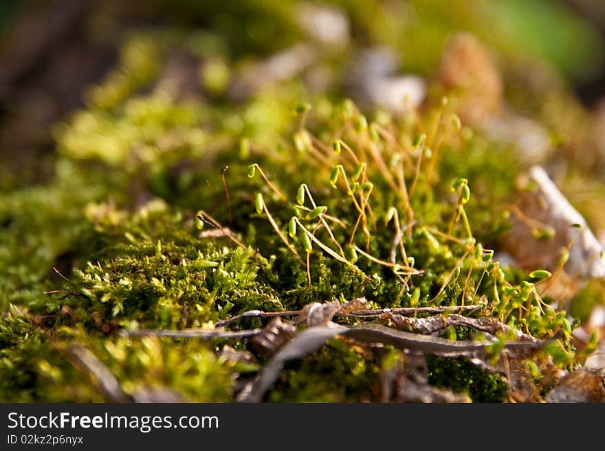 The Young Green Moss