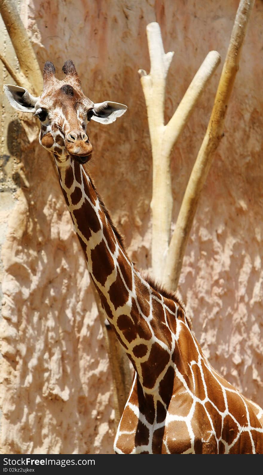 Portrait of a giraffe in the zoo