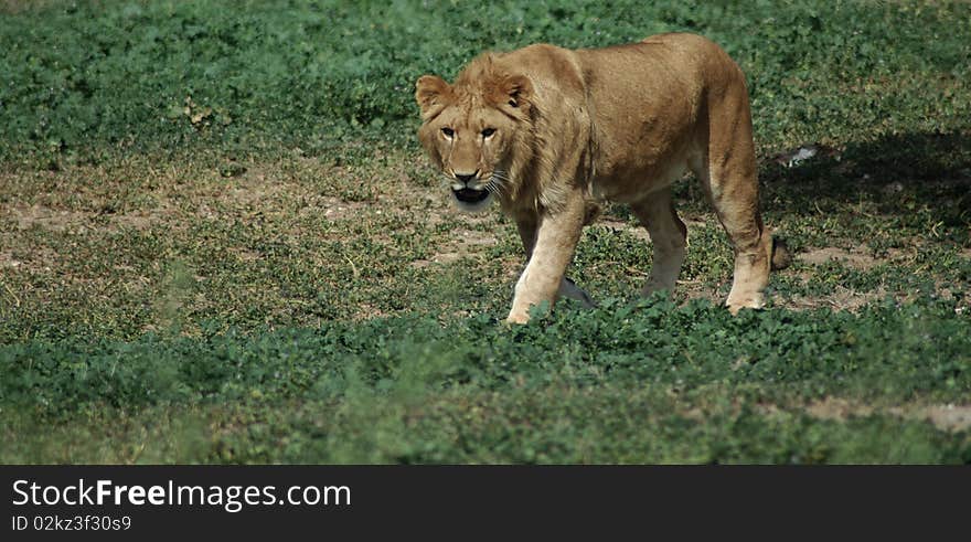 Young male lion  walking on grass