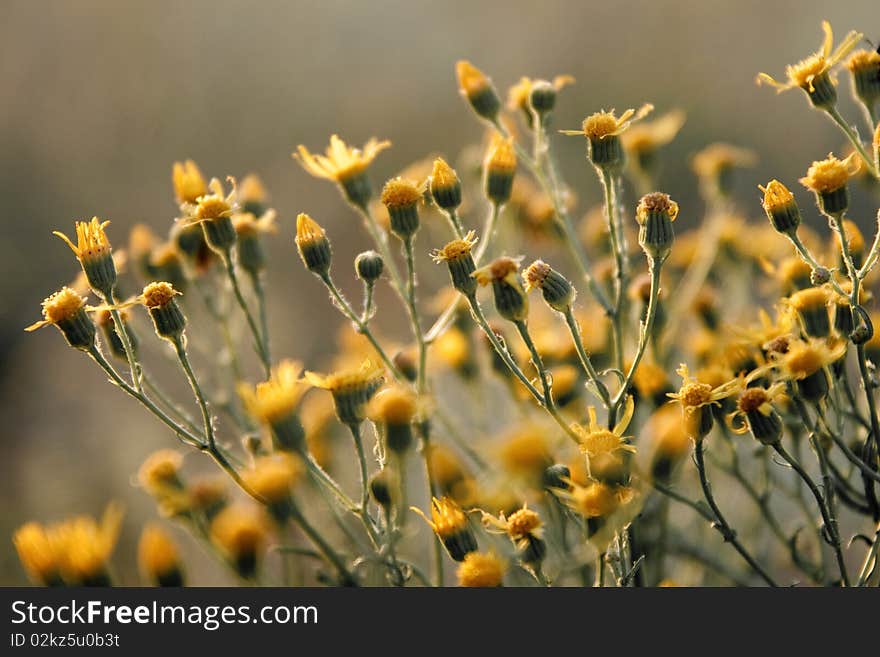 Beautiful Wild Flowers