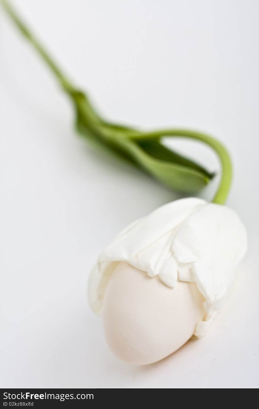 An egg in a white tulip. An egg in a white tulip