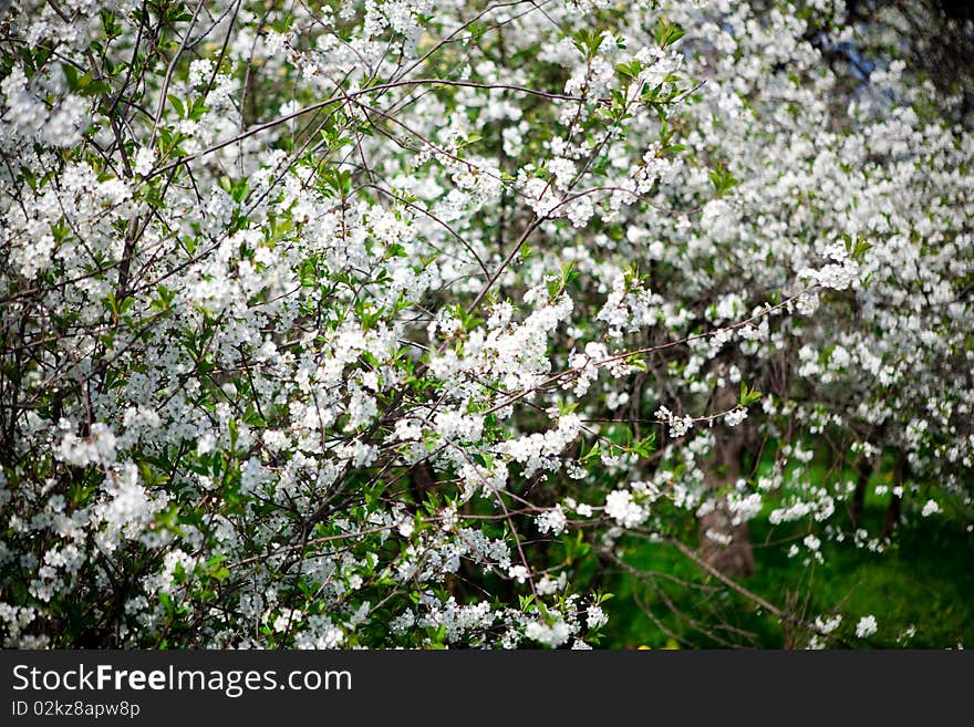 Cherry Flowers