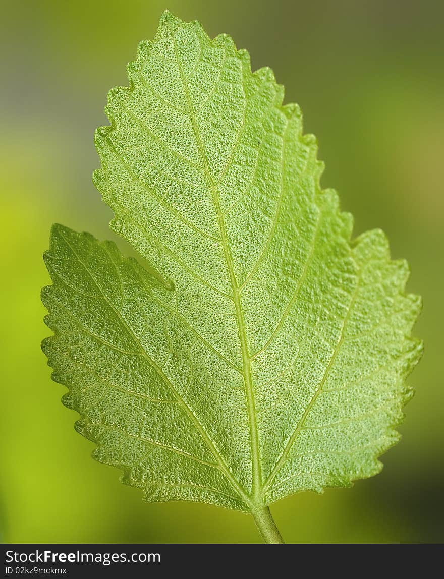 Closeup of a beautiful green leaf