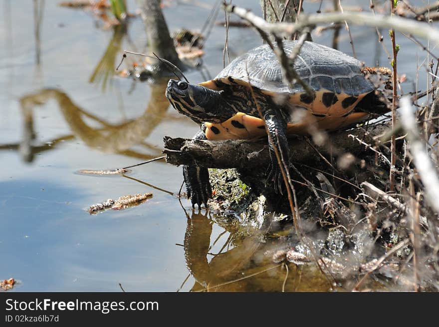 Tortoise Zeamis Scripta