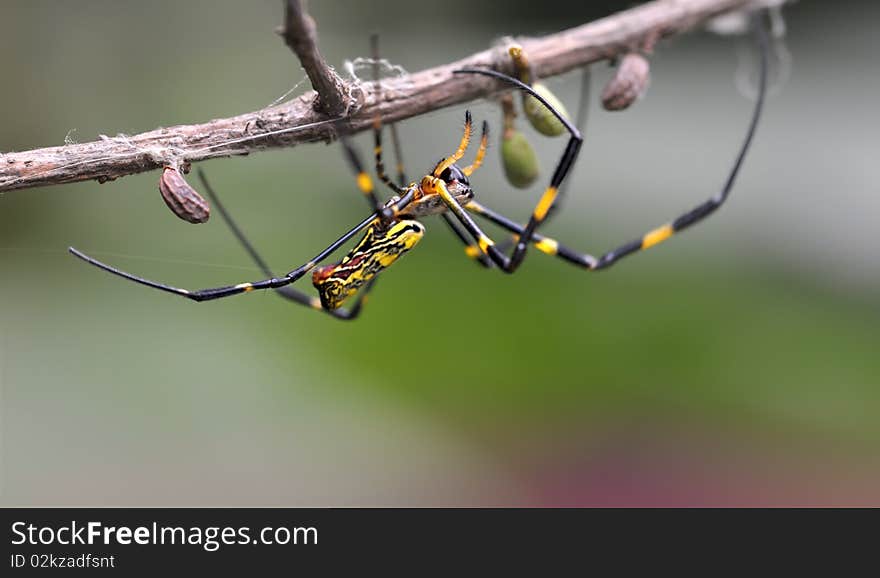 A colorful spider hang on branch. A colorful spider hang on branch.