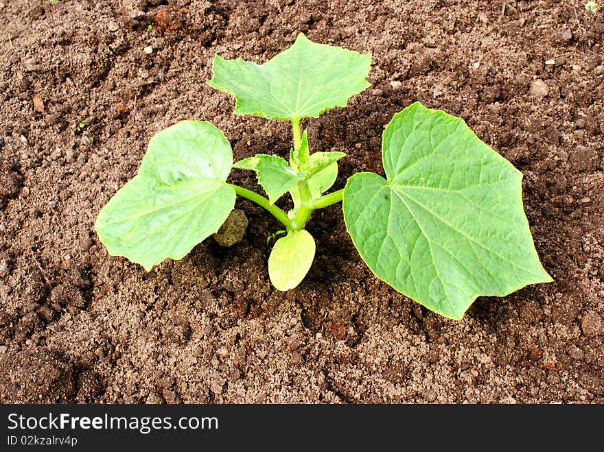 Crop of cucumber