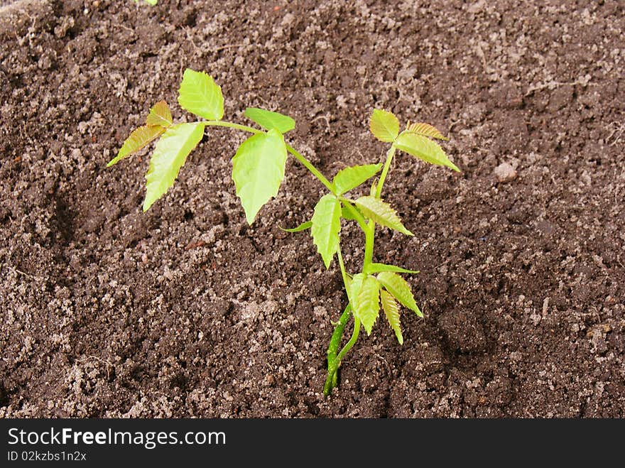 Sprout from the earth escaping walnut. Sprout from the earth escaping walnut