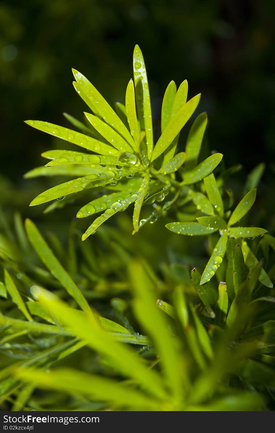 Close-up of wet thin green leaves covered in droplets. Close-up of wet thin green leaves covered in droplets