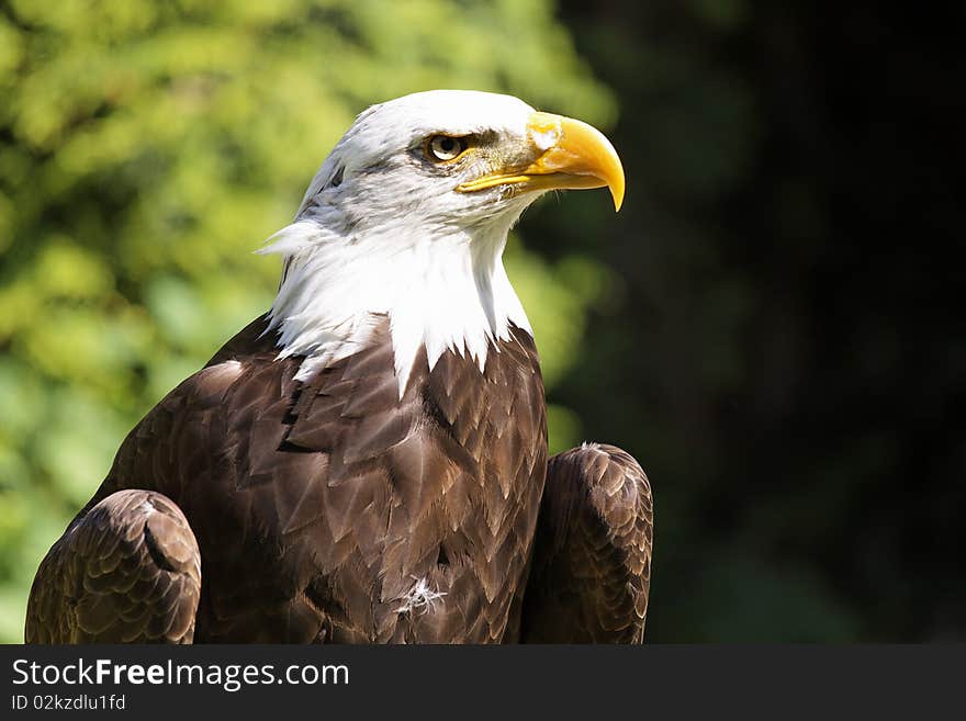 Bald Eagle