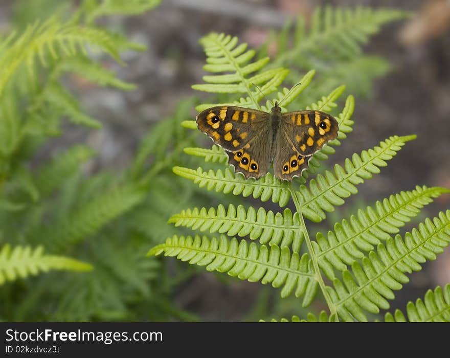 Brown and orange butterfly over green plant