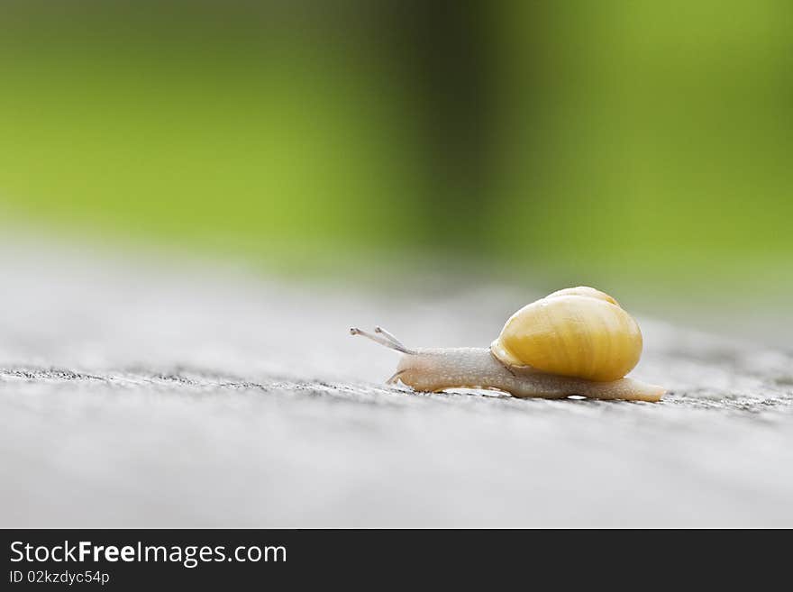 Detail of small escagot on a table