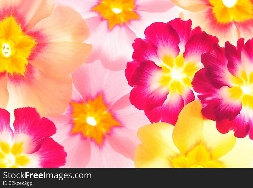 Close up of   flower              against white background