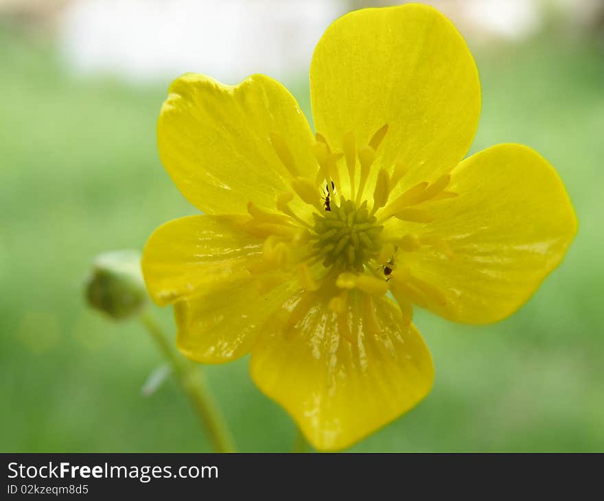 Residents of small yellow flowers