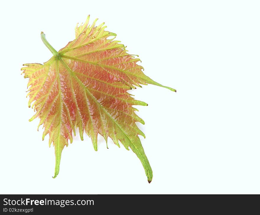 Leaf on a white background