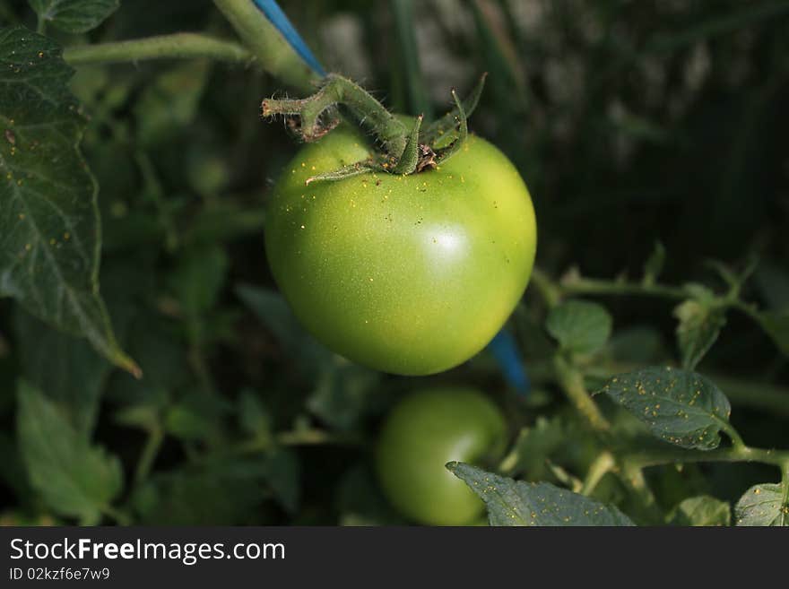 Single green tomato vegetable with background