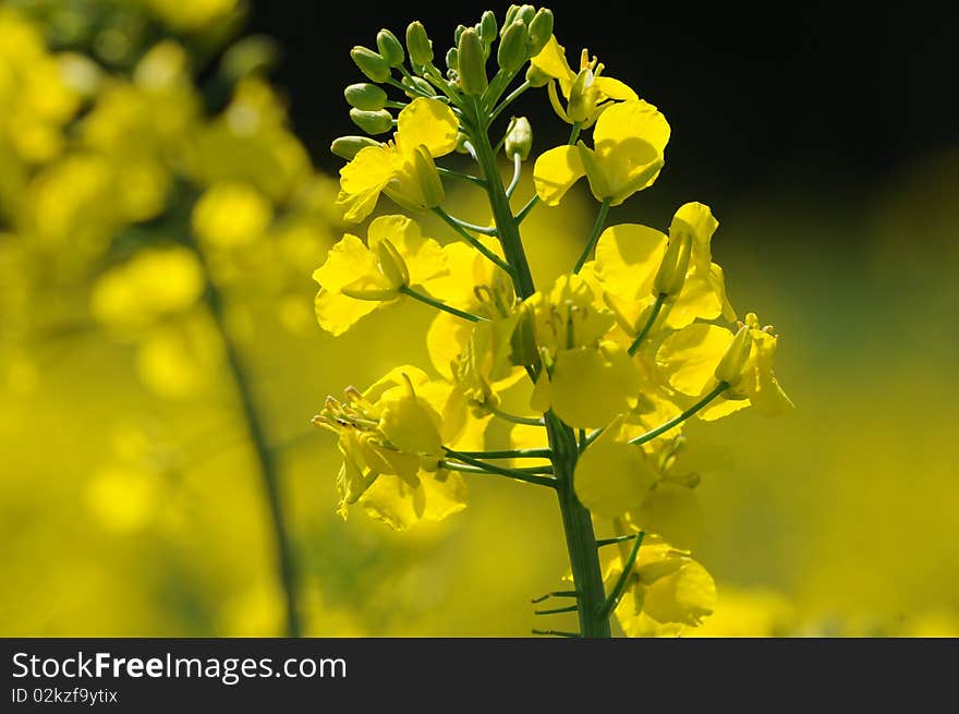 Close up of  yellow flower              against white background