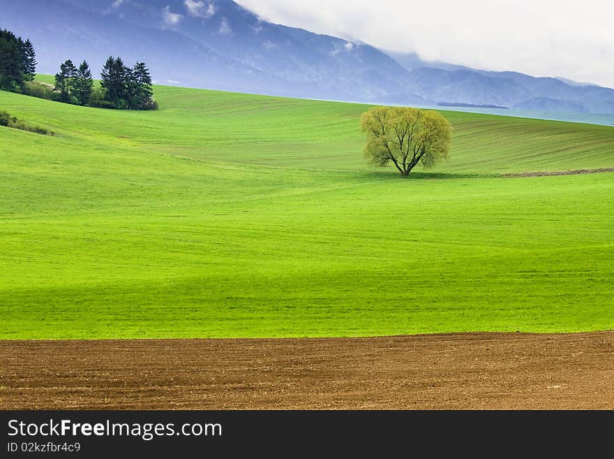 Field and moutain with alone tree. Field and moutain with alone tree