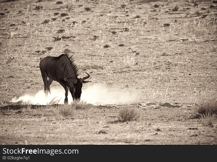 Blue wildebeest kicking up dust in the Kalahari desert