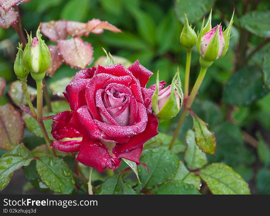 Red rose with dewdrops аnd buds