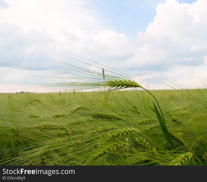 Green field of barley