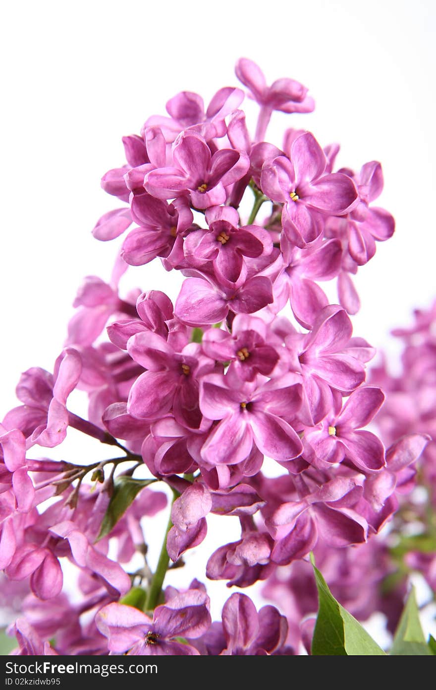 Purple lilac on white background