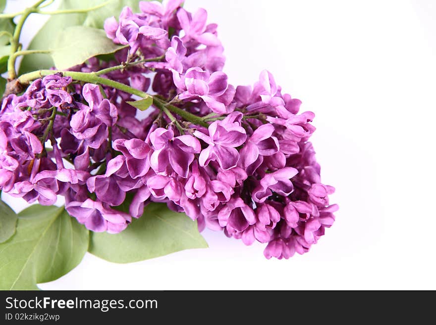 Pink lilac on white background