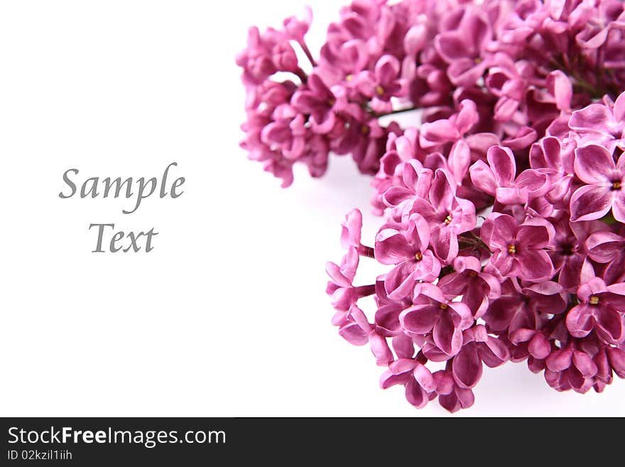 Pink lilac on white background with space for text