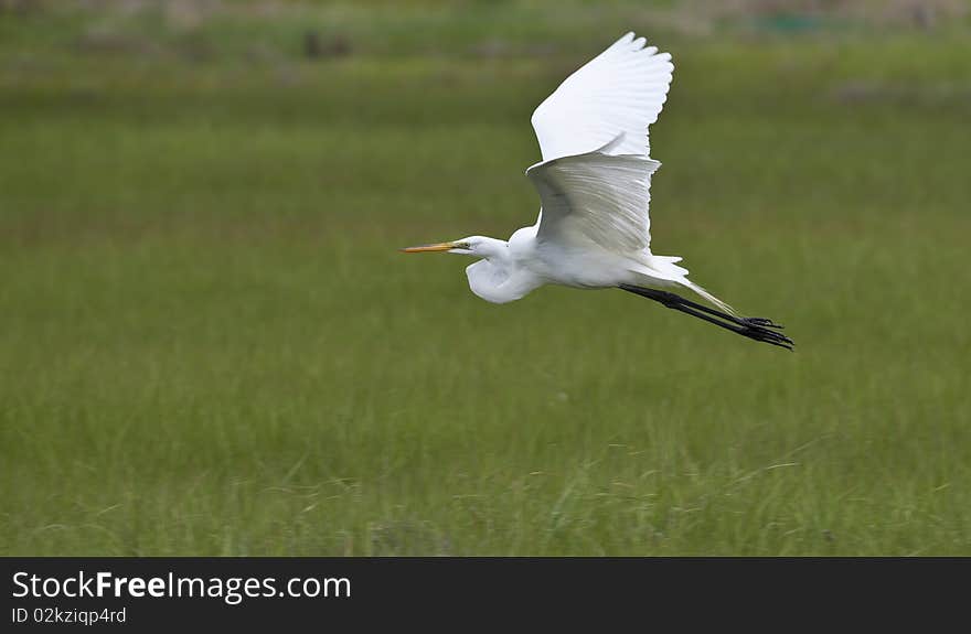 Great Egret