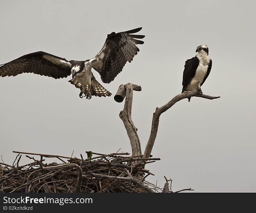 Osprey