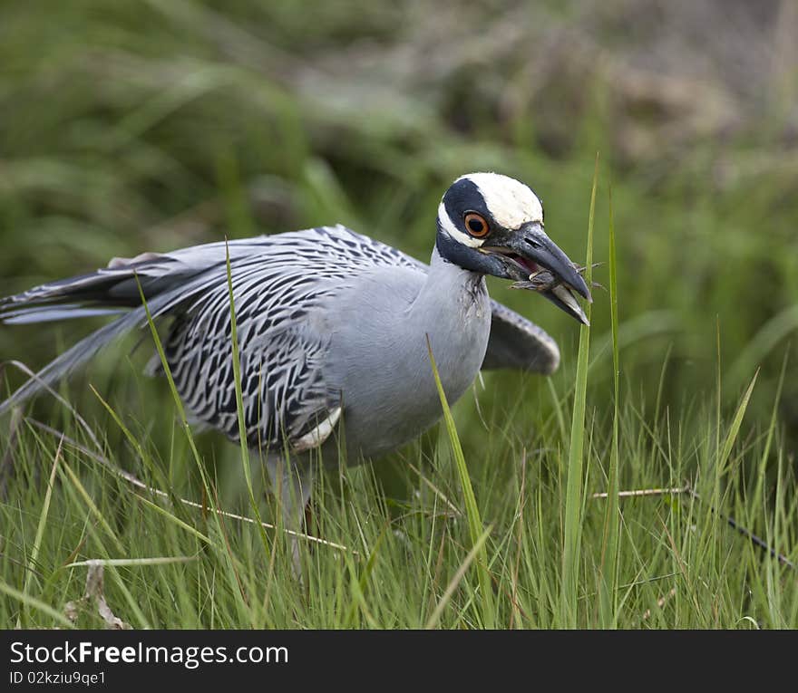 Yellow-crowned night-heron