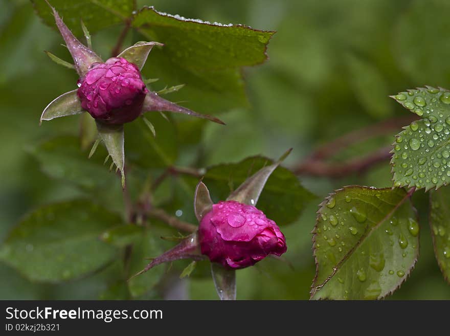 Pink rose in garden on a spring day in Central Park, New York City