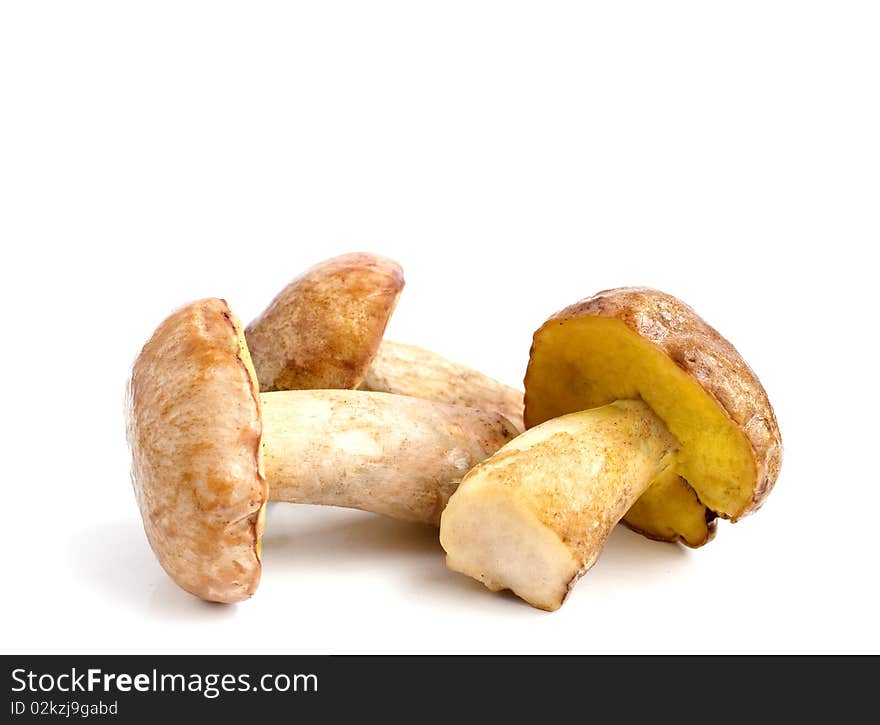 Mushrooms (pilze) on a white background. Mushrooms (pilze) on a white background