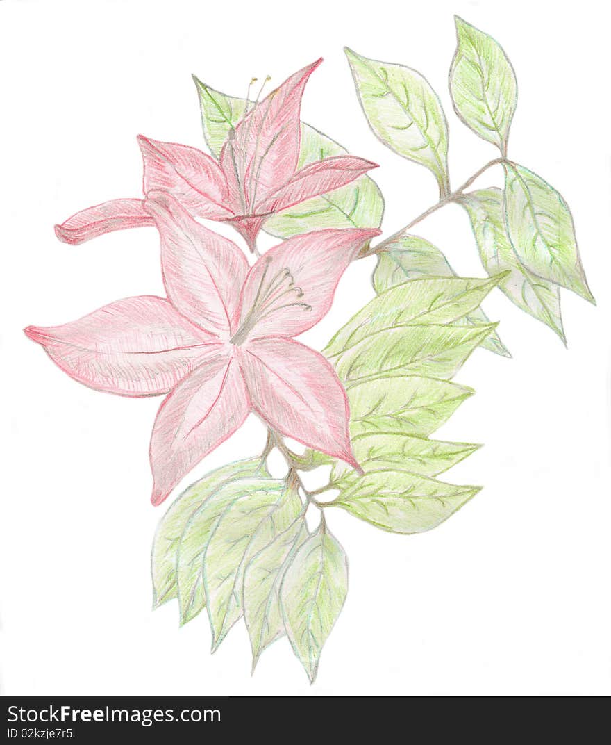 Azealea and leaves in color pencil;. Azealea and leaves in color pencil;