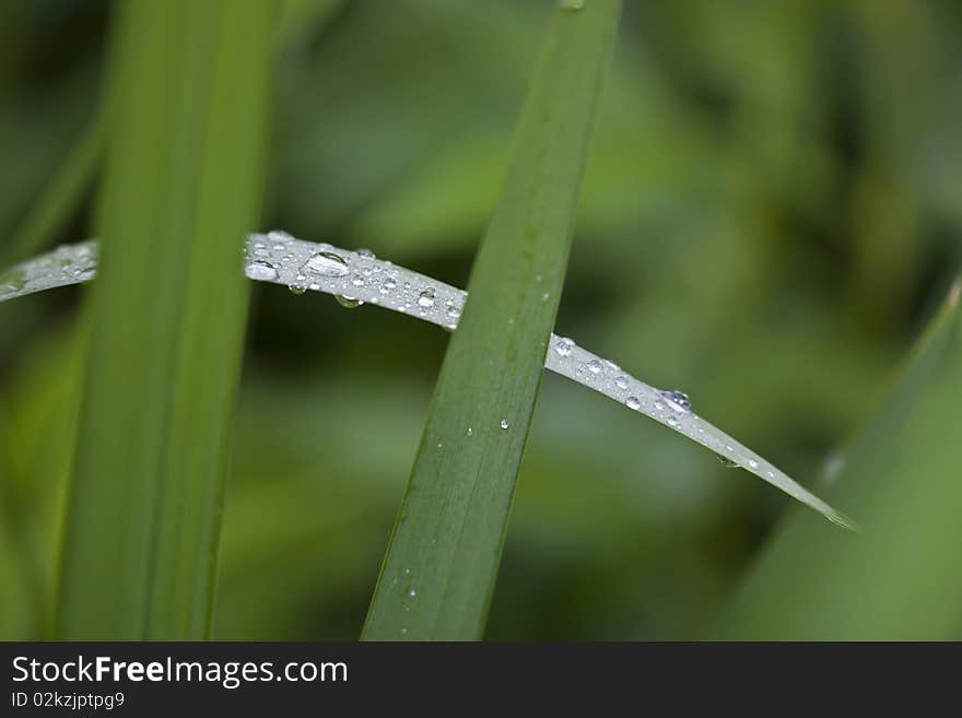 Beads of water on plant leaves in Shakespeare's garden in Central Park, New York City. Beads of water on plant leaves in Shakespeare's garden in Central Park, New York City