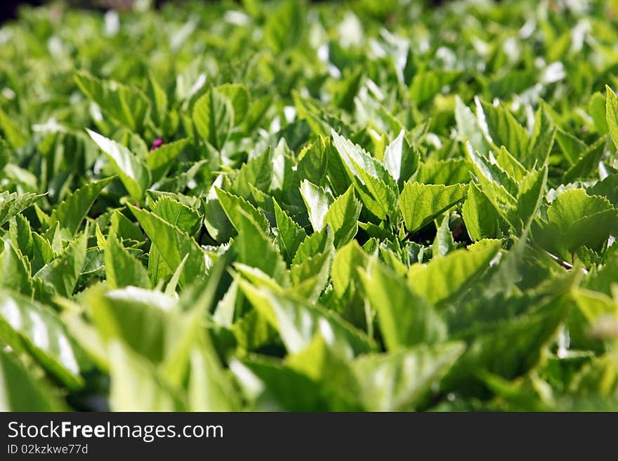 Green leaves on a bush close up. Shallow DOF. Green leaves on a bush close up. Shallow DOF.