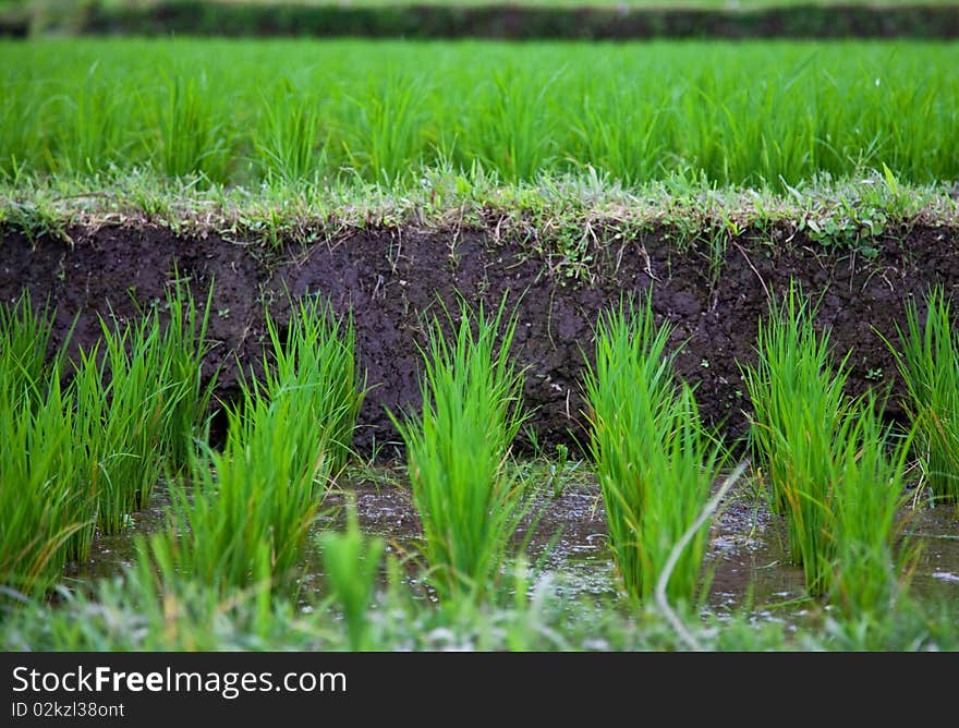 Rice field in Bali vilage Ubud