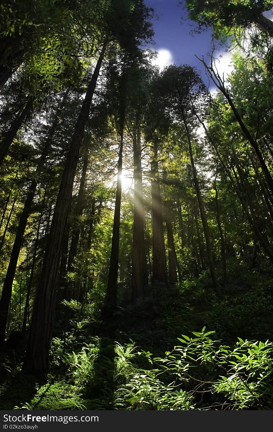 Beautiful forest with sun rays