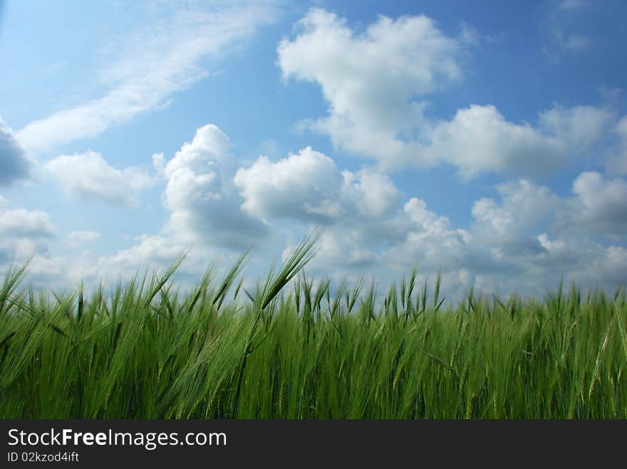 Green Wheat Field