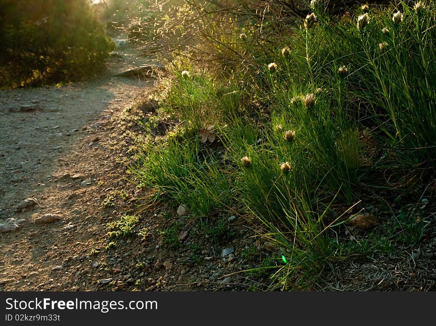 Young shoots of flowers at the roadside paths