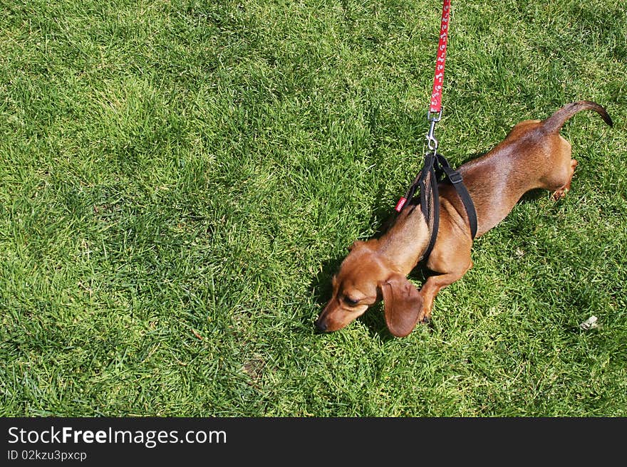 An adorable dachshund is looking for something in the grass. An adorable dachshund is looking for something in the grass