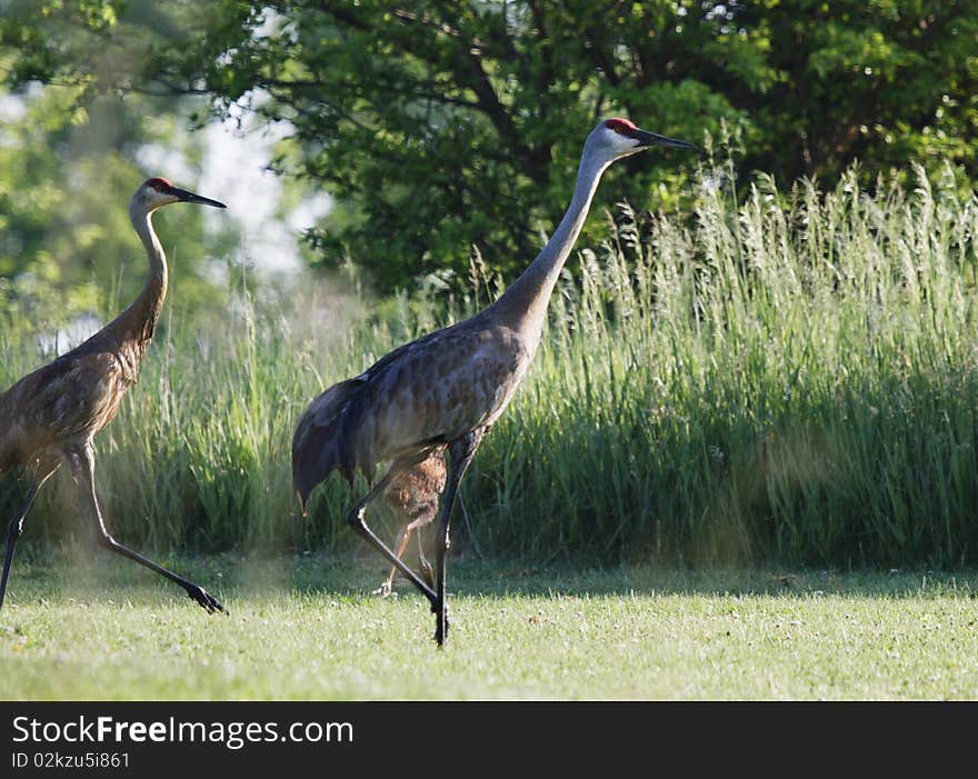 Sandhill Crane