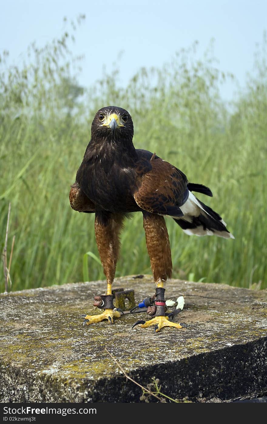 Harris Hawk standing and looking at