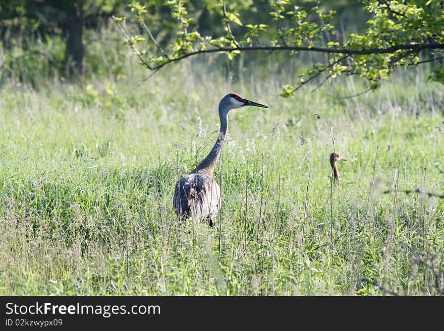 Sandhill Crane