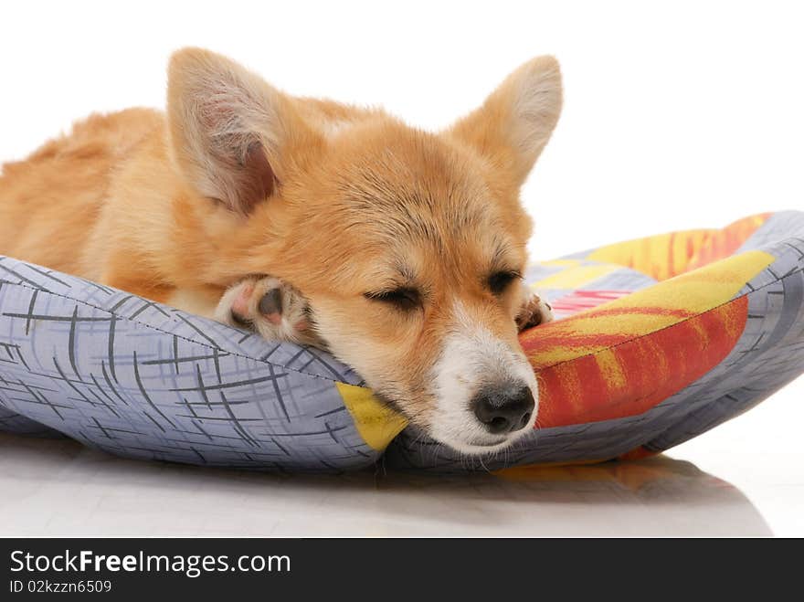 Five-month puppy in studio on white background