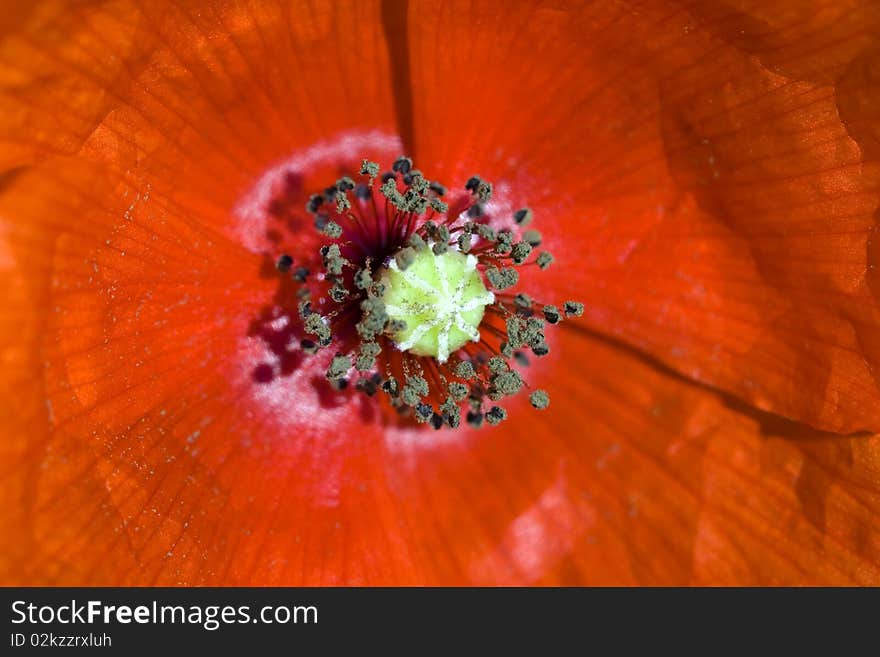 Red poppy - macro