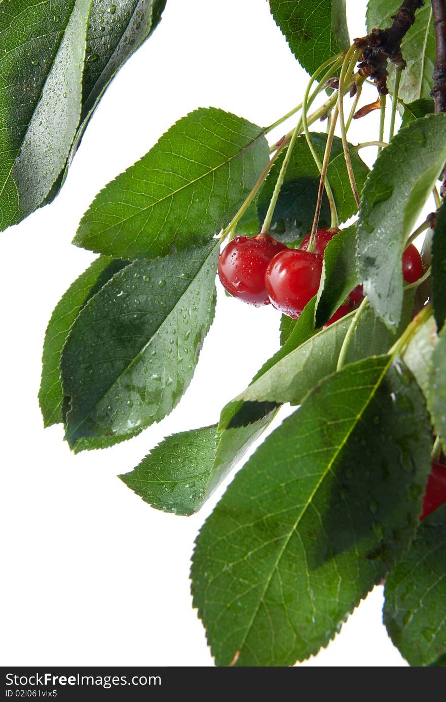 Red cherry with leaves and water drops